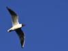 Mouette Rieuse